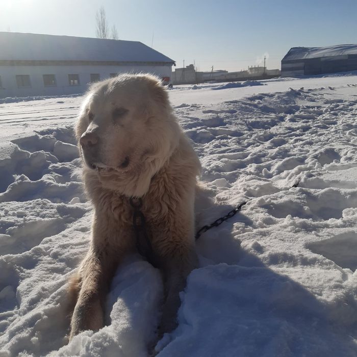 Предлагаю для вязки чистокровного  Турецкого  Акбаш