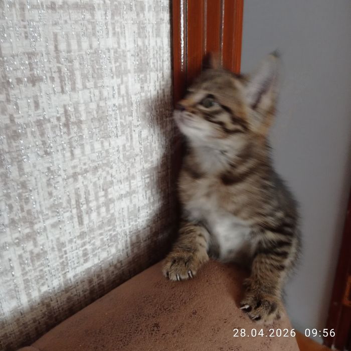 Девочка в добрые руки