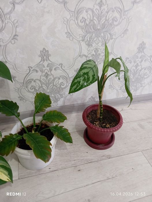 Продам комнатные цветы