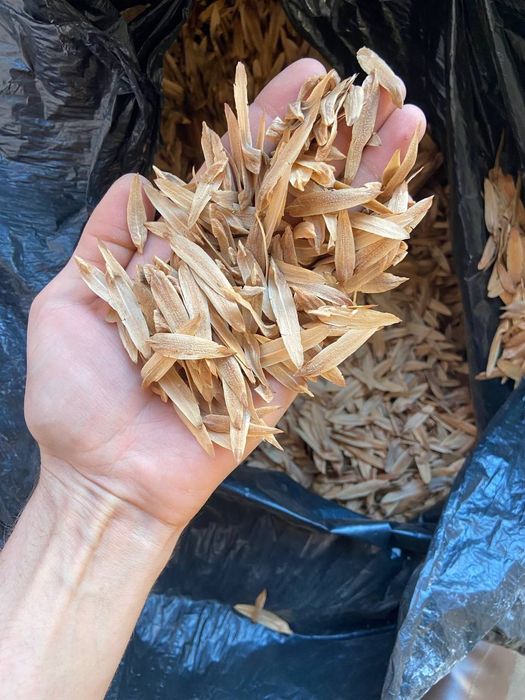 Лола дарахт уруғ