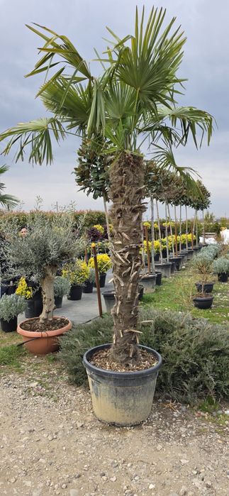 Palmier! sunt aclimatizati la noi,rezista la -20