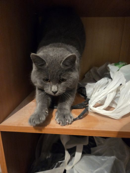 отдам кошку хорошие руки