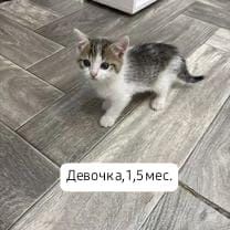Котята бесплатно