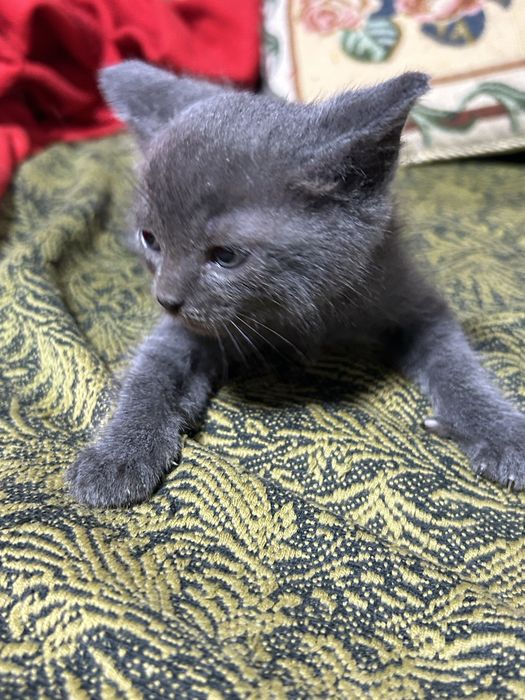 Отдам котят в добрые руки
