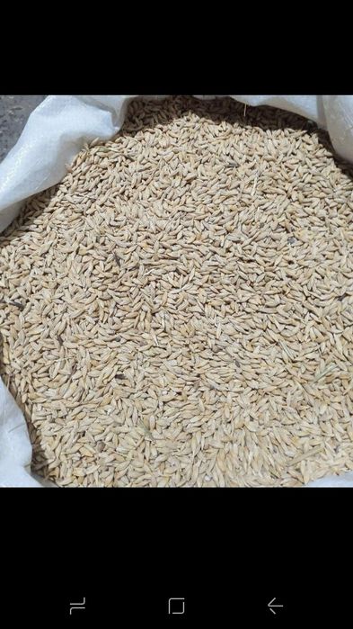 Арпа тозаси Оптом дехкондан  Ячмень оптом Доставка