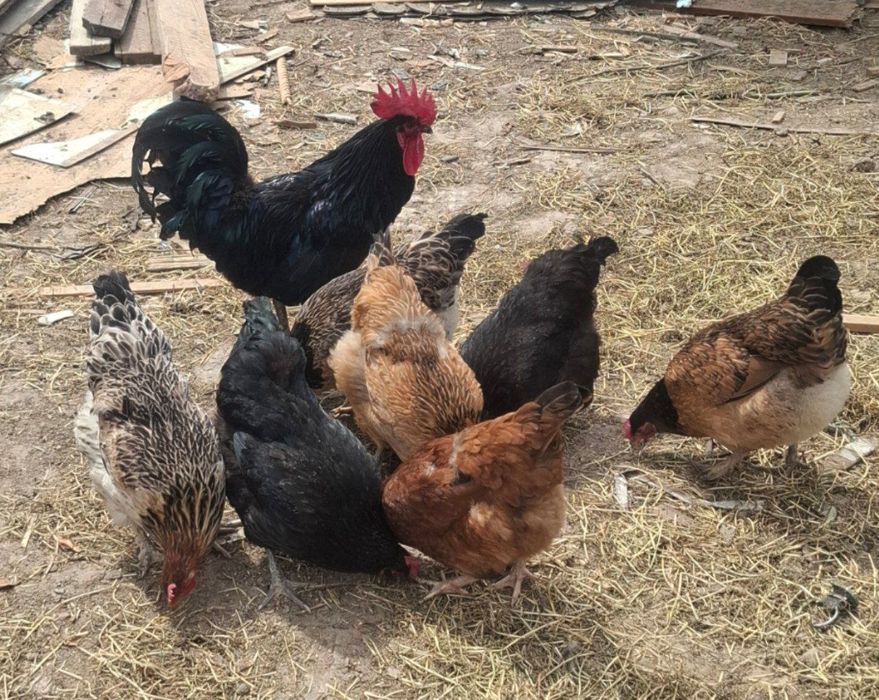 Домашний яйцо (тухум)