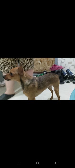 Той терьер 2 года