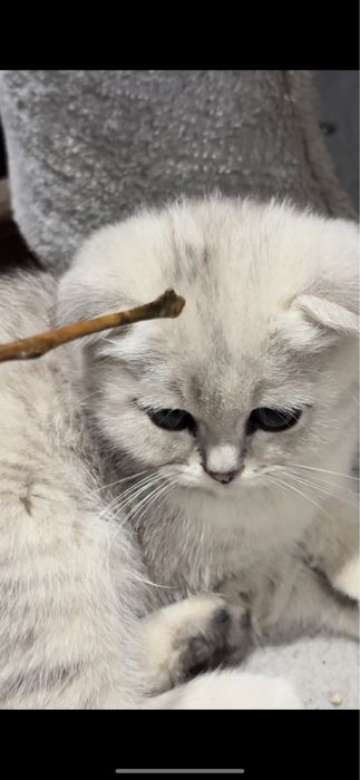 Scottish Fold va Scottish Straight Toza qon Chinchilla Sotuvda