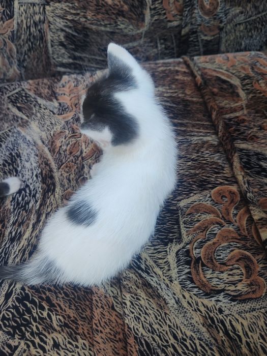 Pisoi către adopție + câine