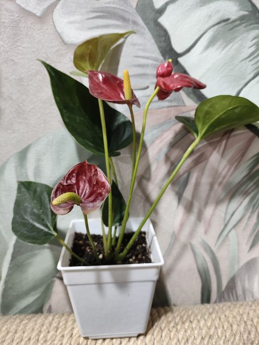 Орхидеи в подарок