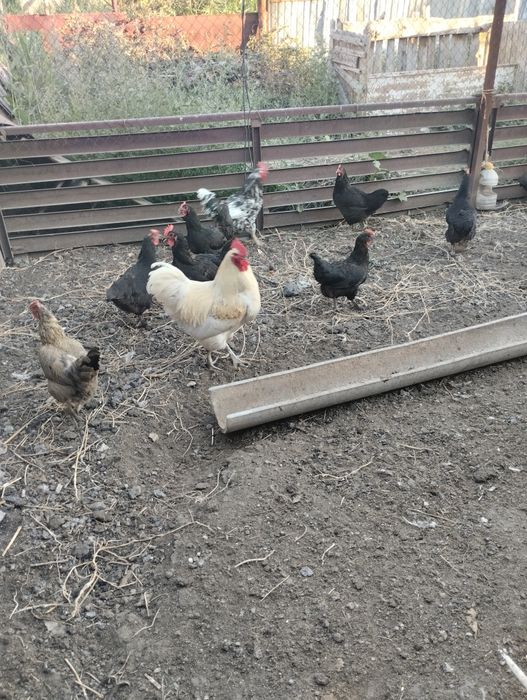 Продам кур породистых