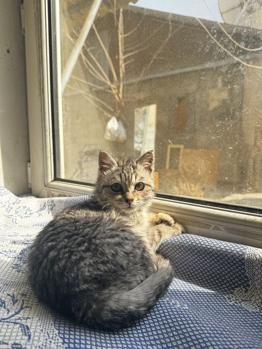 Пристраиваем кошечку