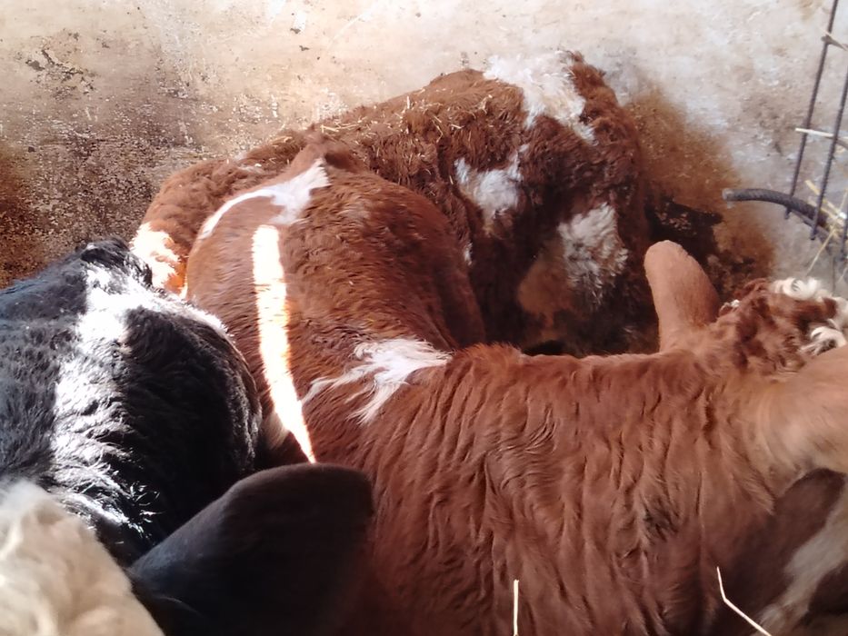 Taurasi înțărcat și de lapte