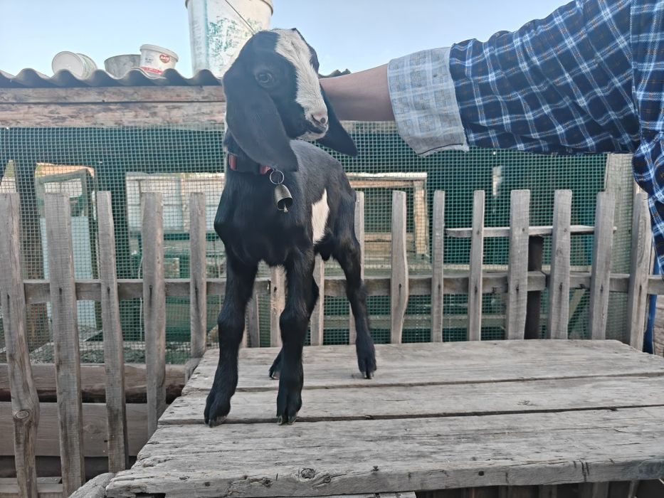 Продам ЧП Англо-Нубийца