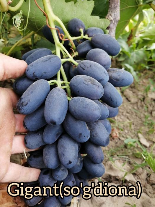 Gigant(so'g'diyona) va qora kishmish(oq cho'p)  mayizbob uzum navlari