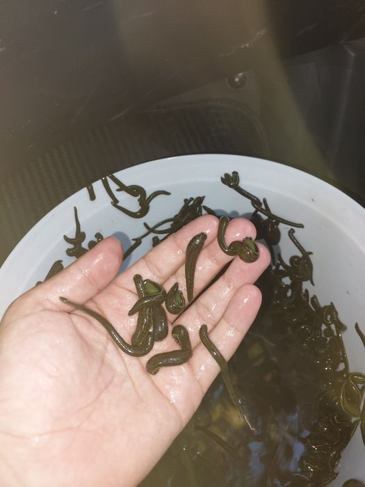 Продаю медицинские пиявки оптом и в розницу Zuluk sotiladi