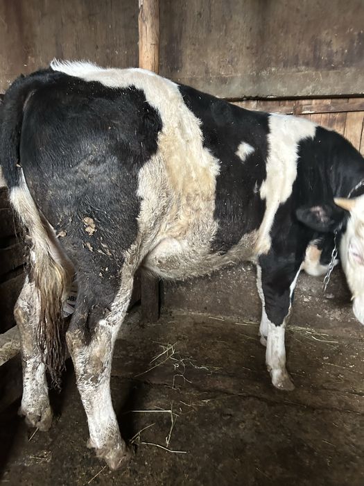 De vandare vitica  0741730 869