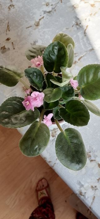 комнатные растения