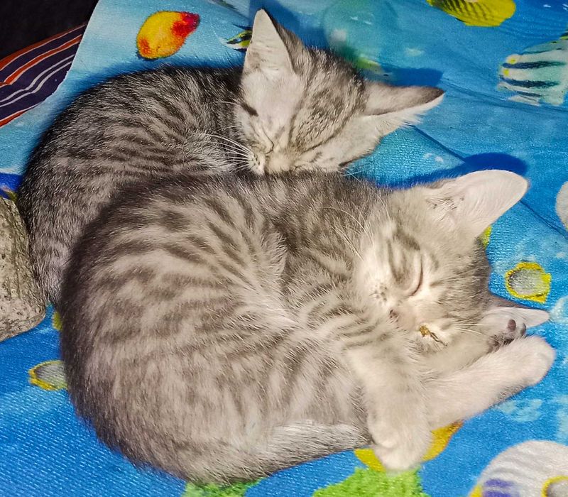 Отдам котёнка. Котята. Даром