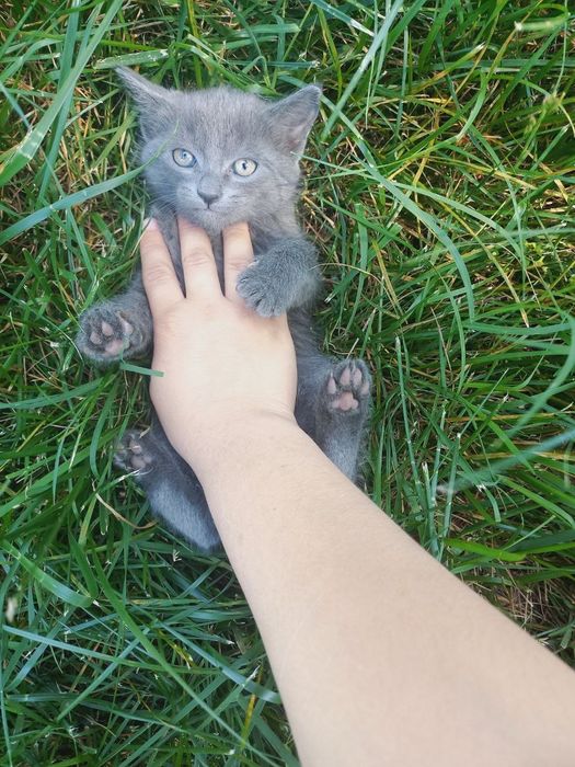 Скотиш страйт котёнки 1.5месячные