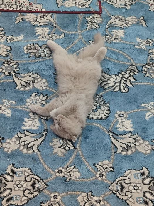 Skottish mushuk sotiladi