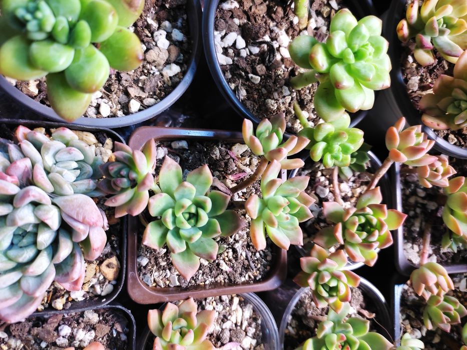 Суккуленты адаптированные