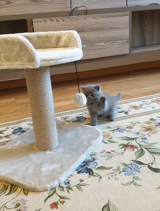 Британчики Голубого Окраса.