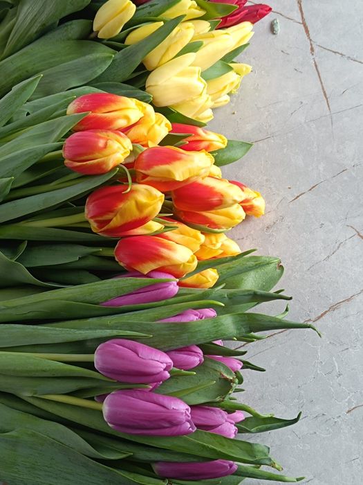 Тюльпаны шикарные  большие предзаказ