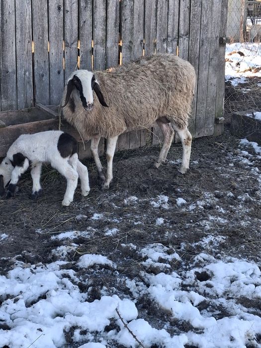 Vând  oi  de vanzare