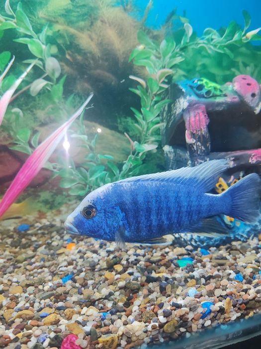 Afrika hichnik baliklari kelishilgan,narxda arzon sotiladi