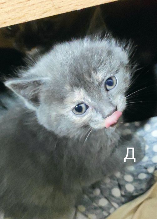 Отдам котят в добрые руки:)