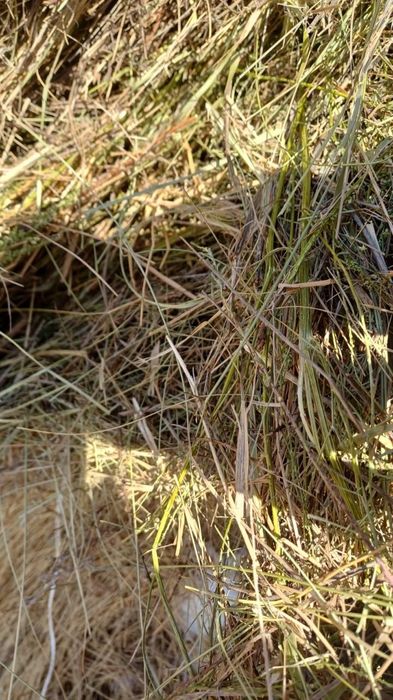 Продам сено в рулонах