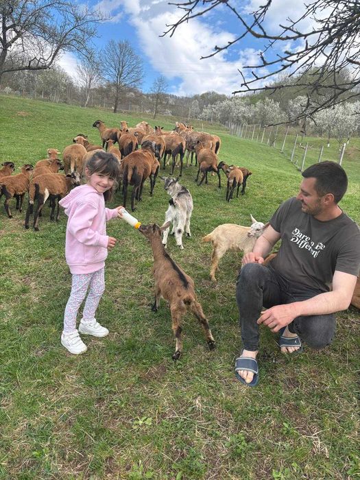Oi, capre, miei, iezi, berbeci, si tapi, rase de carne si de lapte