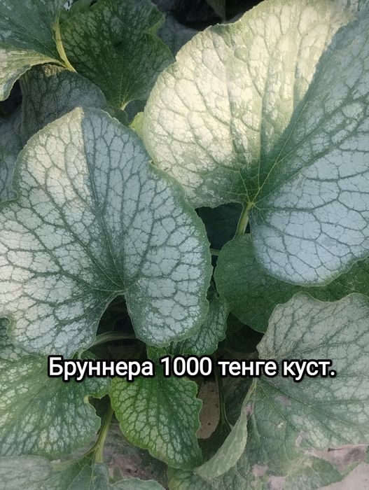 Продам Цветы садовые