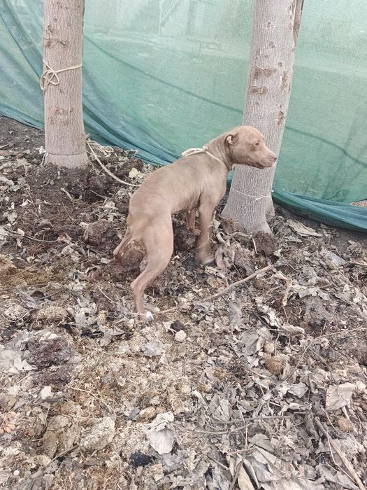 Пидбуль чистокровный красный нос