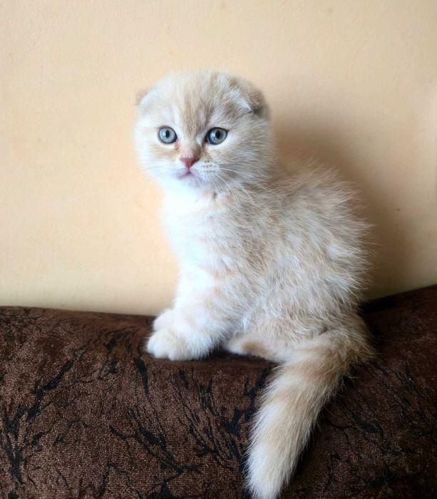 Шотландски клепоухи котета