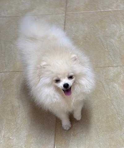 Pomeranian Mascul - Canisa
