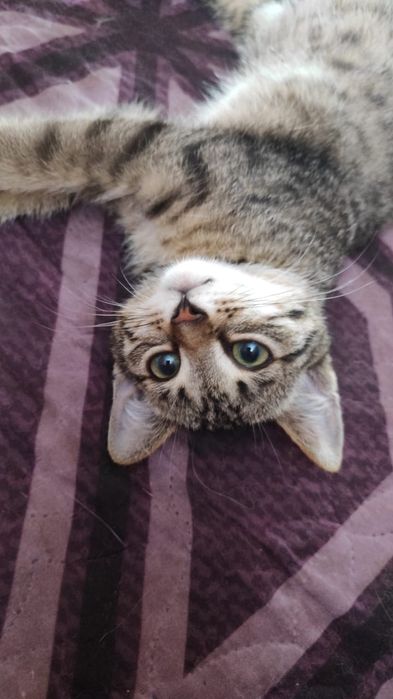 Отдам в добрые руки котенка
