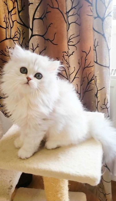 Fetita british longhair silver din ambii parinti Campioni Mondiali
