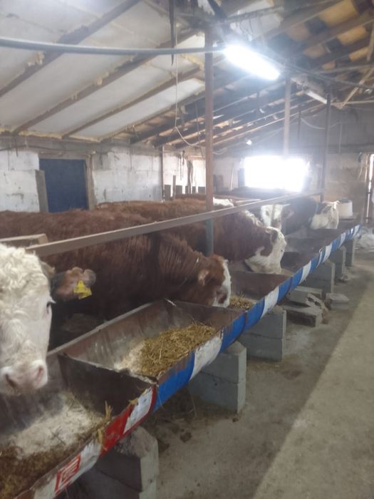 Продам бычков оптом