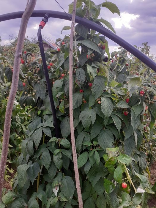 Butaşi zmeura soi polka