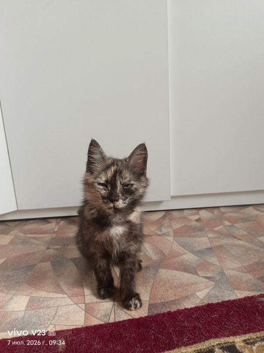Кошечка бесплатно