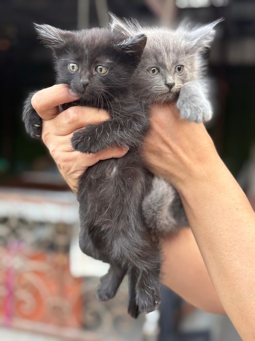 Отдам котят  1,5 месяца