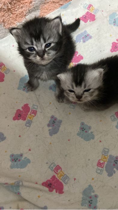 Котята британцы. Продажа