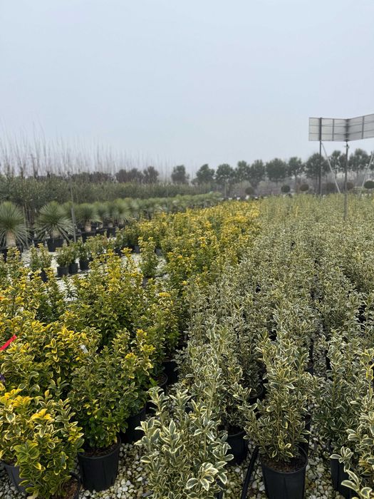 Plante ornamentale care aduc stil și frumusețe