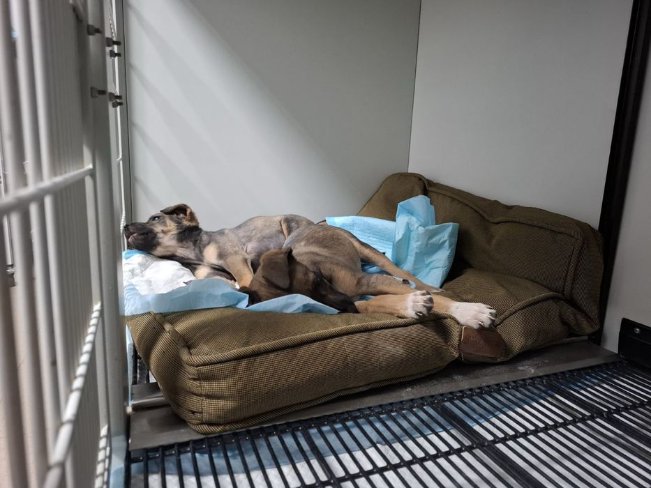 Женски кученца Рея и Рая търсят дом