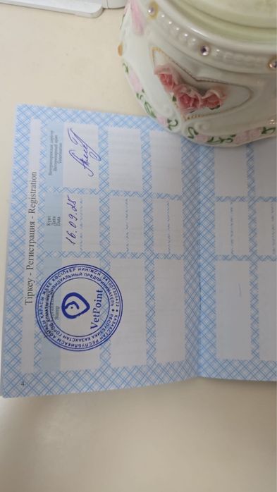 Породистый котик ищет добрые руки!
