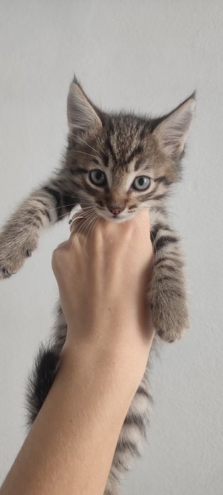Котята ходят в лоток
