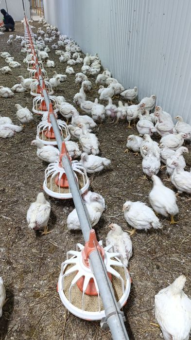 Куры бройлер тушки живыми