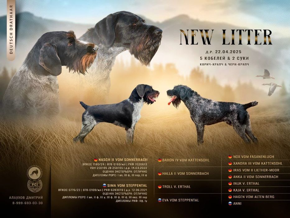 Дратхаар щенок  привезен с России